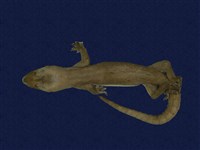 藏品(蝎虎)的圖片